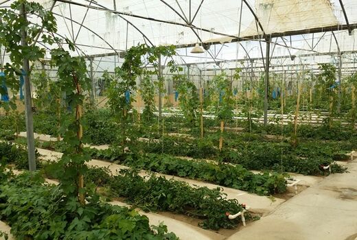 ایجاد نخستین نهالستان انگور گلخانه‌ای خراسان شمالی در مانه و سملقان