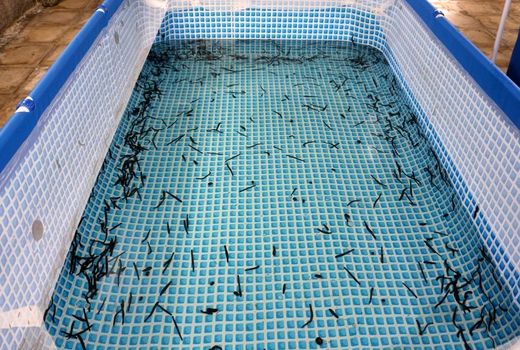 سالانه 100 هزار قطعه زالو در استان قزوین تولید می شود 