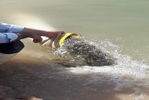 بازسازی ذخایر آبزیان تالاب هورالعظیم و شادگان با رهاسازی ماهیان بومی