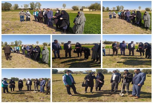 کشت و پرورش زعفران در شهرستان ورزقان