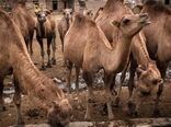 پروژه هاب شتر، در انتظار نگاه ویژه ملی