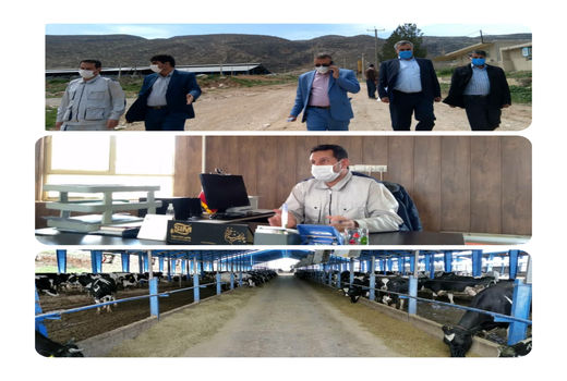 تولید روزانه بیش از ۲۲ تن شیر در مجتمع گاوداری شهرستان ایوان