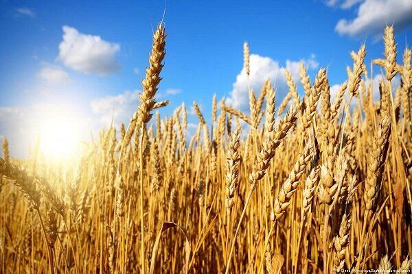 خرید تضمینی ۵۲۹ هزار تن گندم از کشاورزان کردستانی
