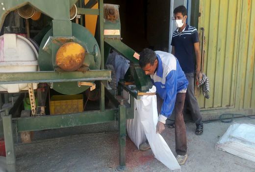  بوجاری  شدن بیش از ۲۵۰ تن بذر خود مصرفی کشاورزان در شهرستان اردل