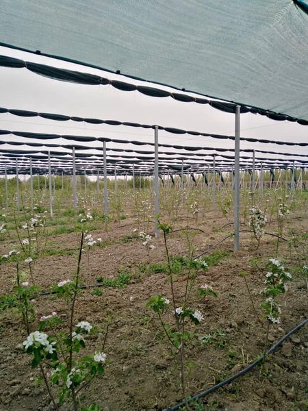 اجرای طرح سایبان باغات در سطح ده هزارمتر مربع از باغات سیب درختی آذربایجان غربی 
