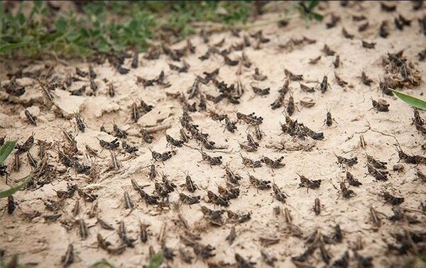اصفهان آماده مبارزه با ملخ‌های مهاجر است