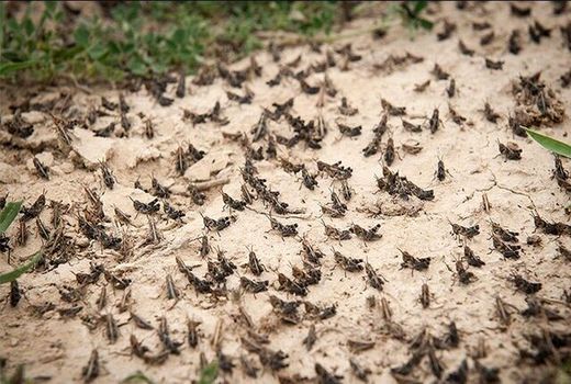 اصفهان آماده مبارزه با ملخ‌های مهاجر است