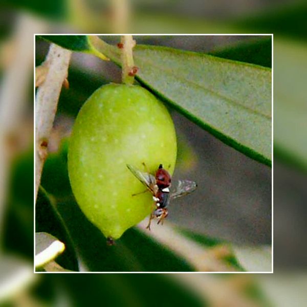 خسارت آفت مگس میوه زیتون در قزوین به زیر یک درصد رسیده است