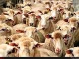 امسال استقبال دامداران از بیمه دام، افزایش داشته است