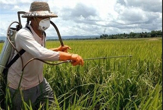 ردیابی و مبارزه با آفات در مزارع گندم و جو خراسان شمالی