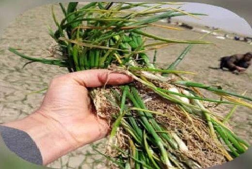 کاشت پیاز در اقلید آغاز شد 