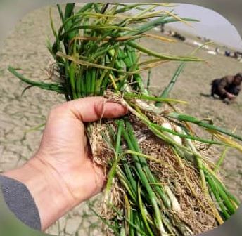 کاشت پیاز در اقلید آغاز شد 