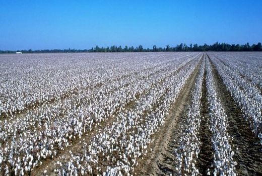 تولید بذر رقم خرداد پنبه کشور در شهرستان بشرویه