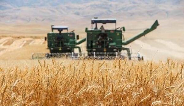 پیش‌بینی برداشت ۲۰۰هزارتن گندم در اصفهان/سورگم جایگزین ذرت می‌شود