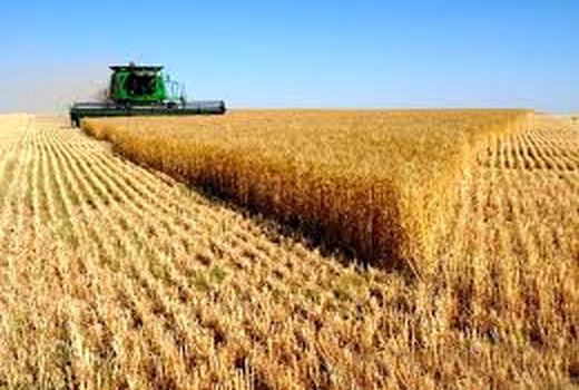 سن زدگی گندم تولیدی استان تهران در سال گذشته صفر بوده است