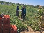 استفاده از عوامل بیولوژیک در بیش از ۶۵ هزار هکتار از اراضی کشاورزی آذربایجان‌غربی