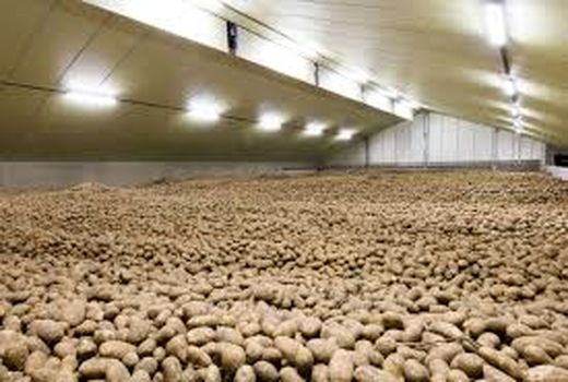 ضرورت نظارت و مراقبت در انبار داری سیب زمینی