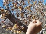 سرما ۲۶ میلیارد تومان به کشاورزان جاجرمی خسارت زد