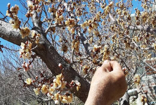 سرما ۲۶ میلیارد تومان به کشاورزان جاجرمی خسارت زد