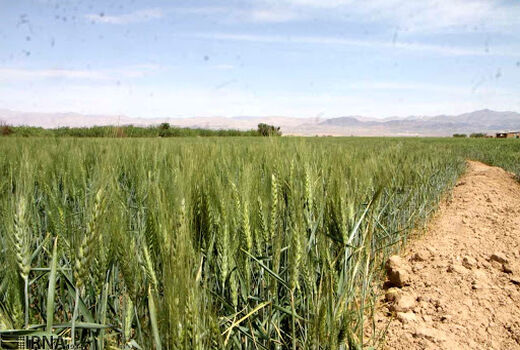 ۲۰۰ میلیارد ریال برای جهش تولید در دیمزارهای کردستان هزینه می‌شود