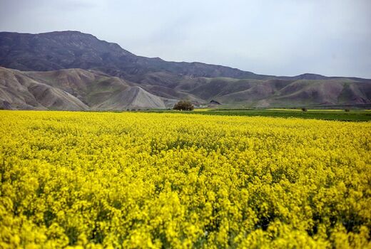 آغاز برداشت دانه های روغنی کلزا از مزارع کامیاران