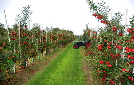 زحمت کشت با کشاورزان، سود با دلالان بازار تولیدات باغی 
