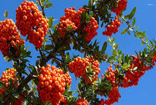 آغاز برداشت زالزالک از عرصه‌های طبیعی قزوین