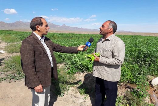 برداشت باقلا از مزارع شهرستان کاشان 