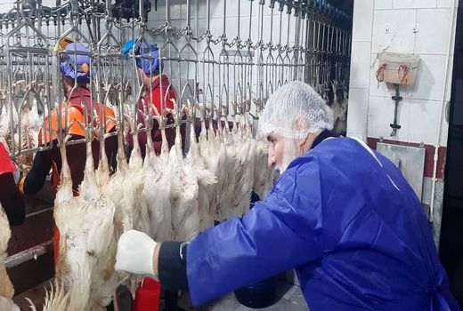 بازدید سرزده مسئول حوزه نمایندگی ولی فقیه سازمان جهاد کشاورزی استان قزوین از کشتارگاه مرغ قزوین