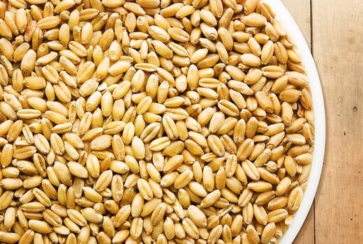 انواع بذر اصلاح شده در سیستان وبلوچستان عرضه شد