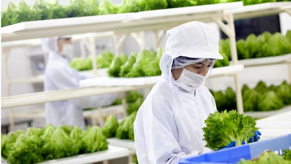 نگرانی از امنیت غذایی، کشاورزی را از خاک به آسمان می برد/ژاپن، به سوی کشاورزی عمودی پیش می رود