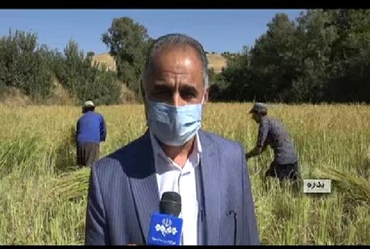 آغازبرداشت برنج از مزارع شهرستان بدره