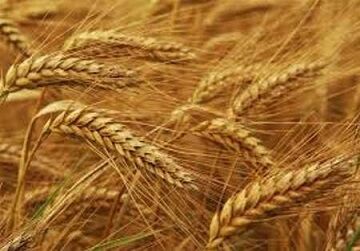 مبارزه علیه سن گندم در دو میلیون و 80 هزار هکتار از اراضی کشور / کاهش متوسط سن زدگی گندم به کم تر از نیم درصد