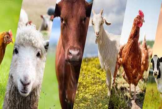 تولید دام سنگین و طیور، مازاد بر مصرف استان بوشهر است 