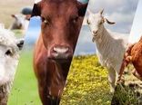 تولید دام سنگین و طیور، مازاد بر مصرف استان بوشهر است 