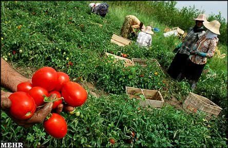 تمرکززدایی از کشاورزی با بسترسازی آموزشی-ترویجی/بیژنی: سیاست‌های کشاورزی،مشارکتی شود/ توان کشاورزی ایران برای تبدیل به قدرت برتر منطقه / نجفی: مردم می‌توانند عرضه و تقاضا را مدیریت کنند