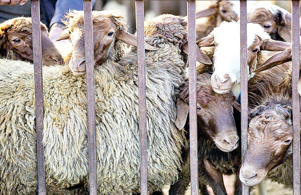 در مسیر عبور از خشکسالی؛ صنعت دام سبک چشمبهراه حمایت هدفمند
