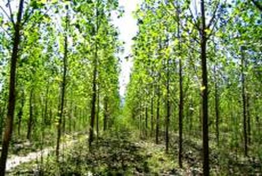 توسعه زراعت چوب در سطح 650 هکتار در استان سمنان