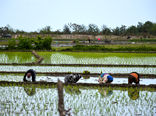 تحقق بیش از ۱۰۰ درصدی کشت قراردادی برنج در گیلان