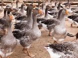 دستور کشتار 360 هزار غاز و اردک برای مقابله با بیماری آنفلوانزای پرندگان/ عقب نشینی از تصمیم کشتار 600 هزار تایی