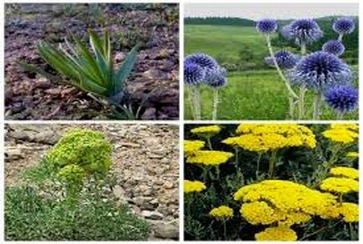 تهیه ۳۱ طرح بهره‌برداری گیاهان دارویی در خراسان شمالی 