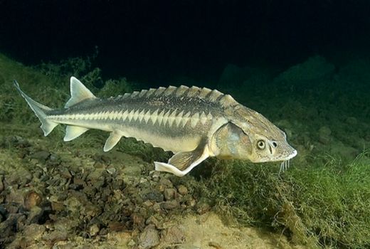 برداشت خاویار بدون کشتن فیل‌ماهی‌ها/رشد 25 درصدی تولید خاویار در نیمه نخست سال 2020