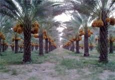 نخیلات استان بوشهر به سیستم آبیاری تحت فشار مجهز می‌شوند
