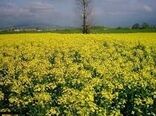 پیش بینی می ­شود 175 تن محصول دانه های روغنی از 70 هکتار مزارع شهرستان بردسیر برداشت شود.