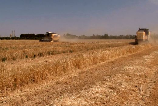 برداشت گندم و جو از مزارع برخوار