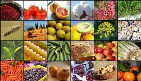 تولید سالانه بیش از ۶۰۰ هزار تن محصول باغی در استان قزوین 