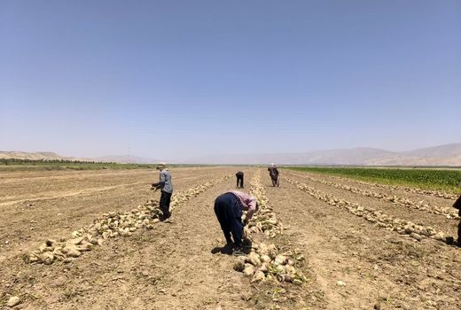 افزایش ۸۰ درصدی تولید چغندر قند در قیروکارزین
