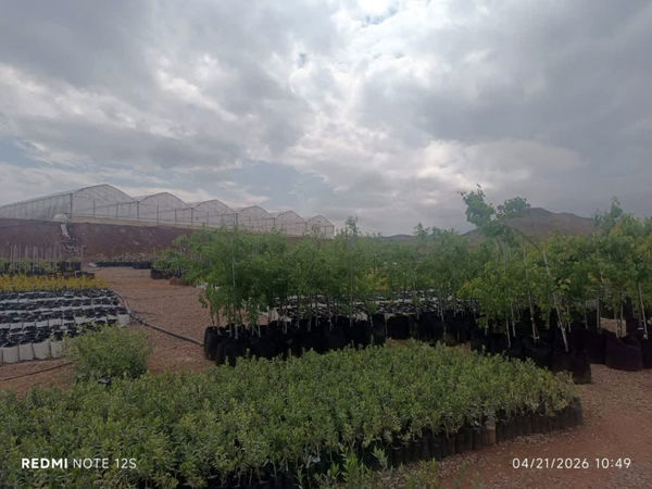 قزوین، استان پیشرو در صنعت زیتون: ۱۴ طرح توسعه‌ای با ۴۶۰ هکتار سطح زیر کشت جدید، نویدبخش آینده‌ای روشن