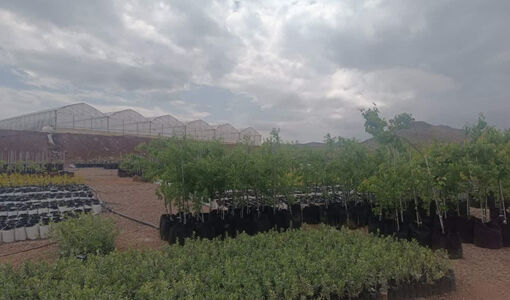 قزوین، استان پیشرو در صنعت زیتون: ۱۴ طرح توسعه‌ای با ۴۶۰ هکتار سطح زیر کشت جدید، نویدبخش آینده‌ای روشن