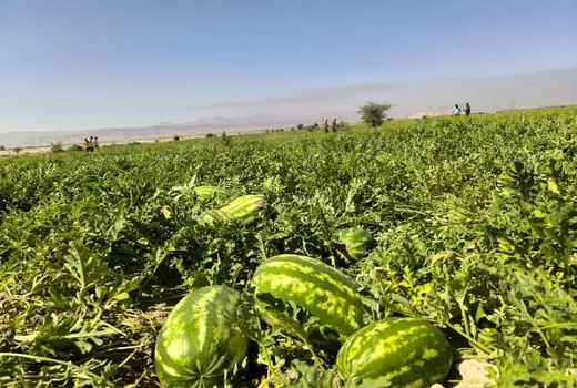 تولید ۱۰ هزار تن هندوانه در اراضی  قیروکارزین 